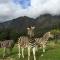 Franschhoek Country Cottages - Franschhoek