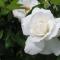 Rosa Arvensis - Lottum