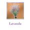 Farmstay La Morella - Battipaglia