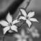 Impala Lily