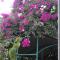 Kalana Homestay
