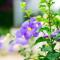 Lilac Relax-Residence