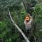 Avatar Amazon Lodge & Canopy Park