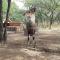Umvangazi Rest - Marloth Park