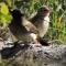 Umvangazi Rest - Marloth Park