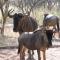 Umvangazi Rest