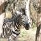 Umvangazi Rest - Marloth Park