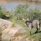 Umvangazi Rest - Marloth Park