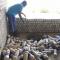 Habibis Bottle House