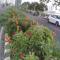 Padamadan homestay