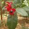 Nallathanka Nest Homestay
