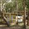 Bimbi Park - Camping Under Koalas