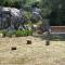 Seaside holiday house Tisno, Murter - 5094
