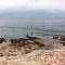 Apartments by the sea Splitska, Brac - 5664