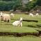 Taldraeth - Old Vicarage Guest House - Penrhyndeudreath