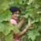 Sneha Farm House