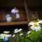 The Fern Lodge