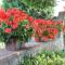 Capannori Stylish Townhouse