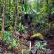 Rainforest Eco Lodge - Сува