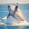 Ingenia Holidays Hervey Bay