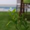 Chalet Deluxe Wifi Gratis - Conil de la Frontera