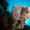 Quo Vadis Dive Resort - Moalboal