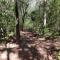 Paradise Forest Garden