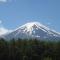 Evergreen Fuji