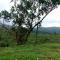 Whispering Pinewoods