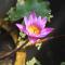 Smilingface guesthouse - Sukhothai