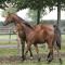 San Giacomo Horses & Agriturismo