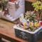Olive Tree Village Guesthouse - 南庄乡