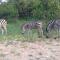 Nanisto Bush Lodge - Marloth Park