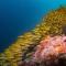Shamar Guesthouse & Dive