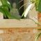 Mansion Ses Oliveres