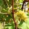 Weingut am Platzl