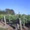 Pearlessence Vineyard Inn