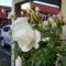 Rose City Motel