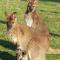 la ferme aux kangourous - Donzy