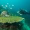 Magic Oceans Dive Resort
