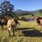 CedarBrae Country Stay - Gympie