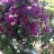 Samos Apart Pension