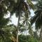 Malika Homestay