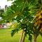 Lauhata Beach Escape