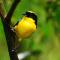 Bellavista Cloud Forest Lodge & Private Protected Area