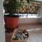 Quiet spacious apartment in Nafplio - Nafplio
