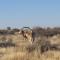 Loch Maree Guest Farm & Field Camp - Askham