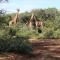 Thabaledi Game Lodge