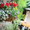 The Enniskerry Inn