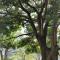 Around The Tree Manor - شيطان